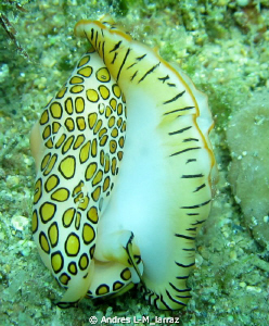Flamingo Tongue/ All out by Andres L-M_larraz 